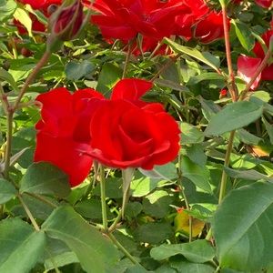 Meet your Posher, Dafne